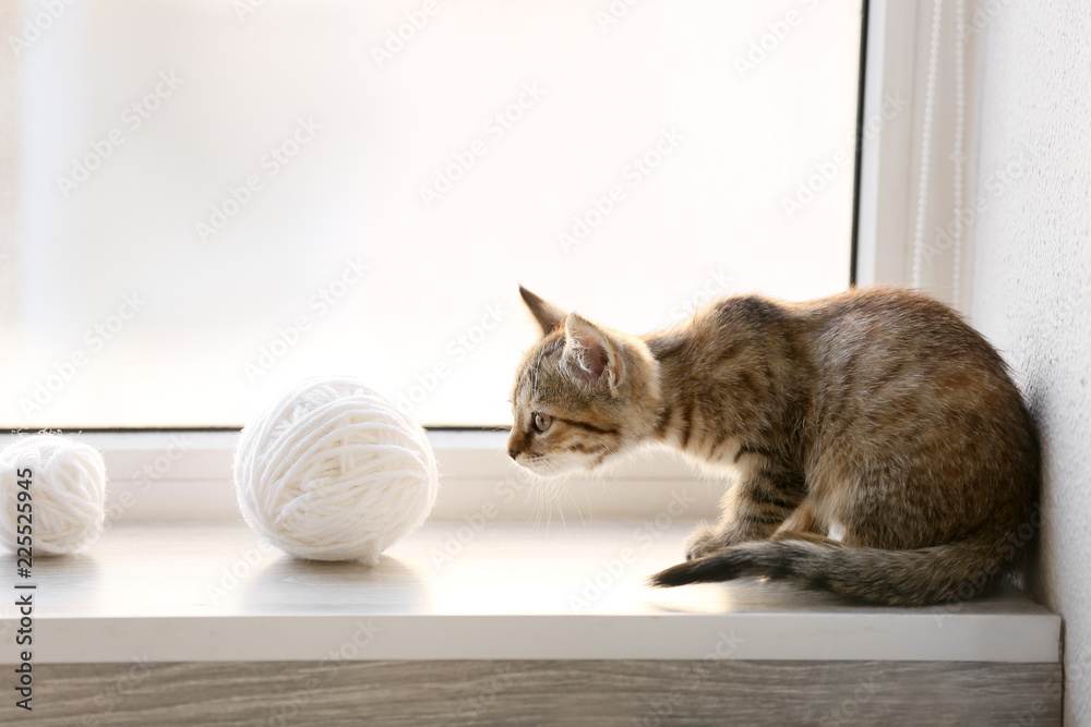 Cute little kitten on window sill