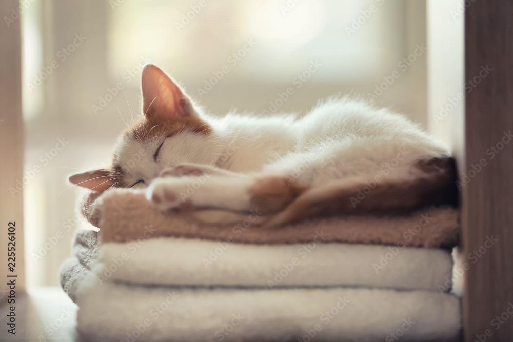 Cute little kitten sleeping on stack of towels