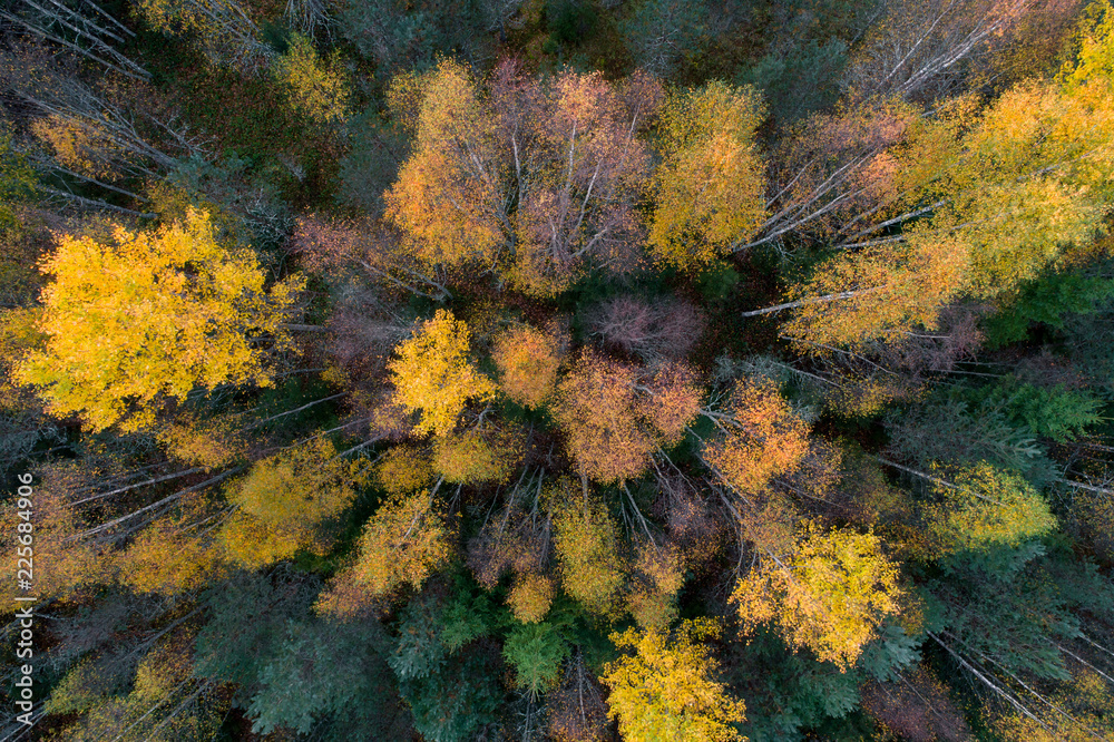 Aerial view of colorful fall foliage of boreal forest in nordic country