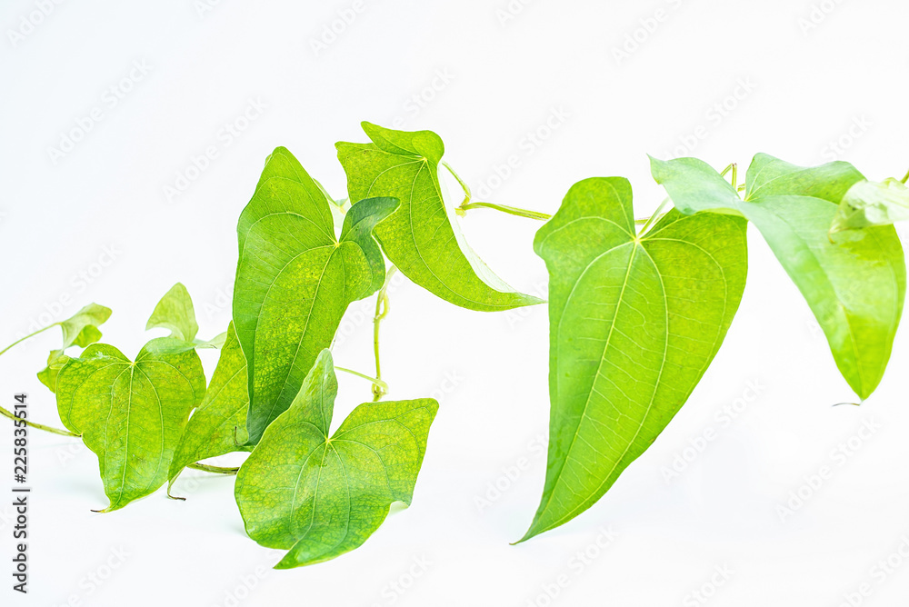 Yam vine leaves on white background