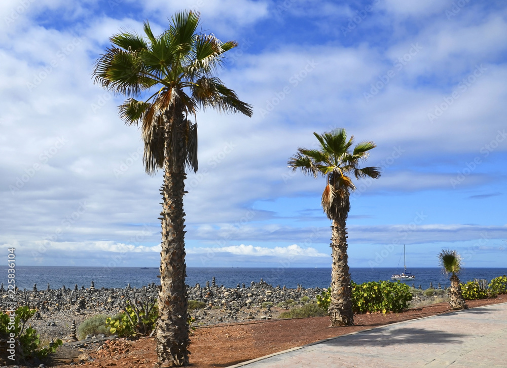 西班牙加那利群岛特内里费岛Costa Adeje的El Duque海滩附近棕榈树的美丽海岸景色