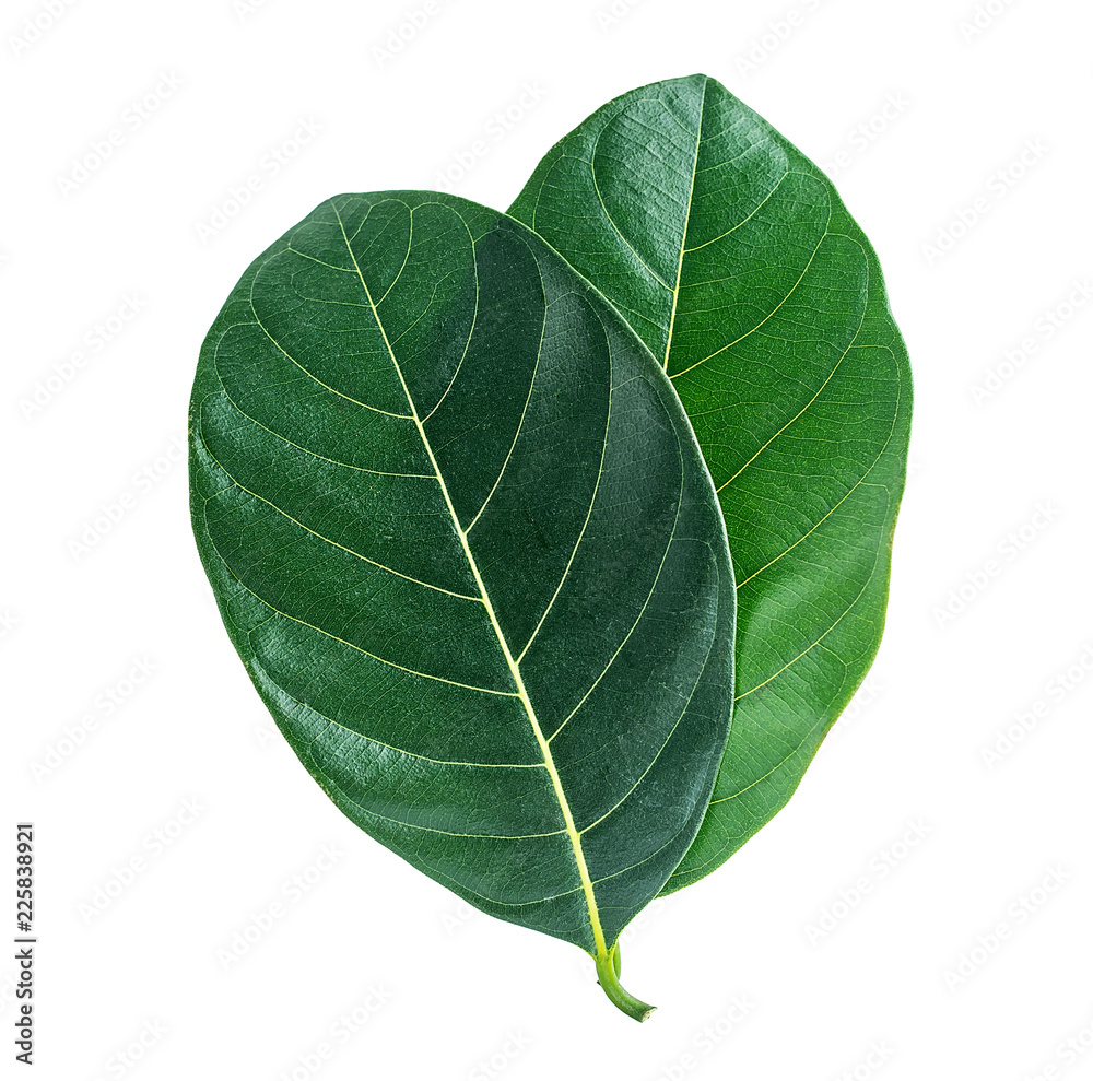 Jackfruit leaves on white background