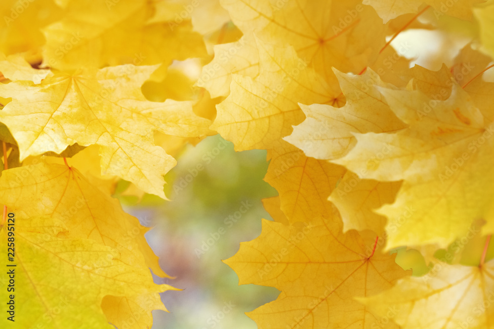 Background with yellow maple leaves.  Аutumnal  colored. Frame from autumn leaves. Soft focus.