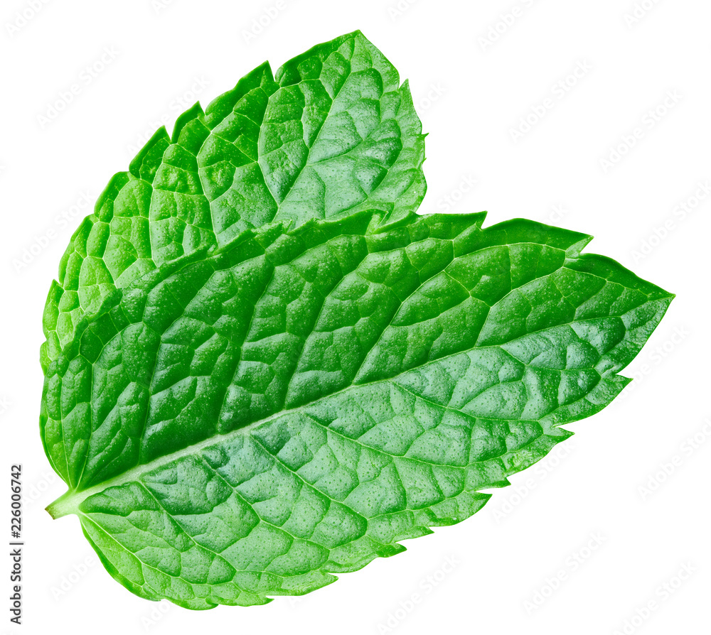 mint leaves isolated