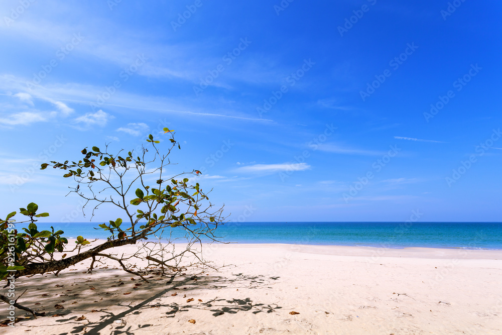 热带海洋，夏季蓝天绿树成荫