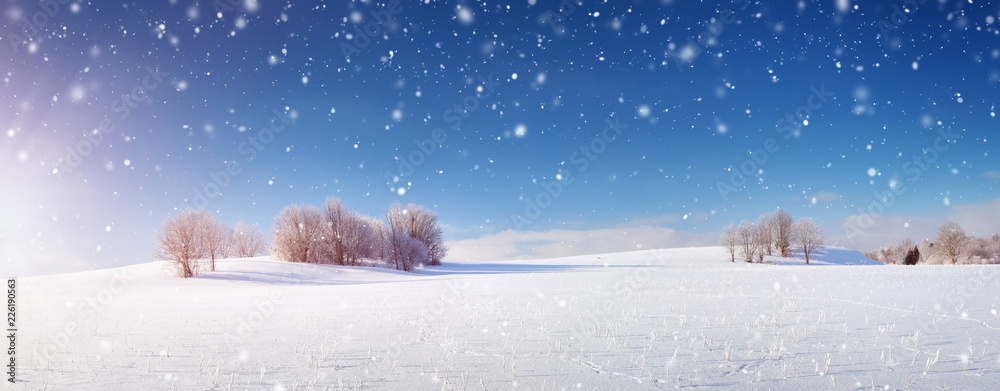 雪中清晨冬季景观中的美丽树木