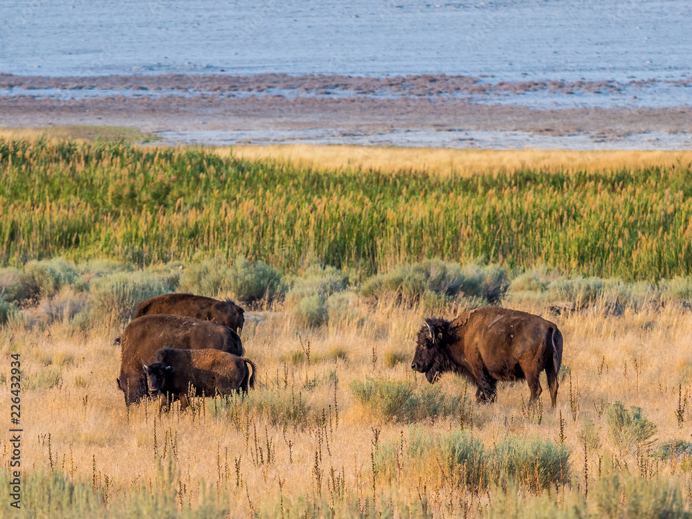 Bison in Antelope Island State Park