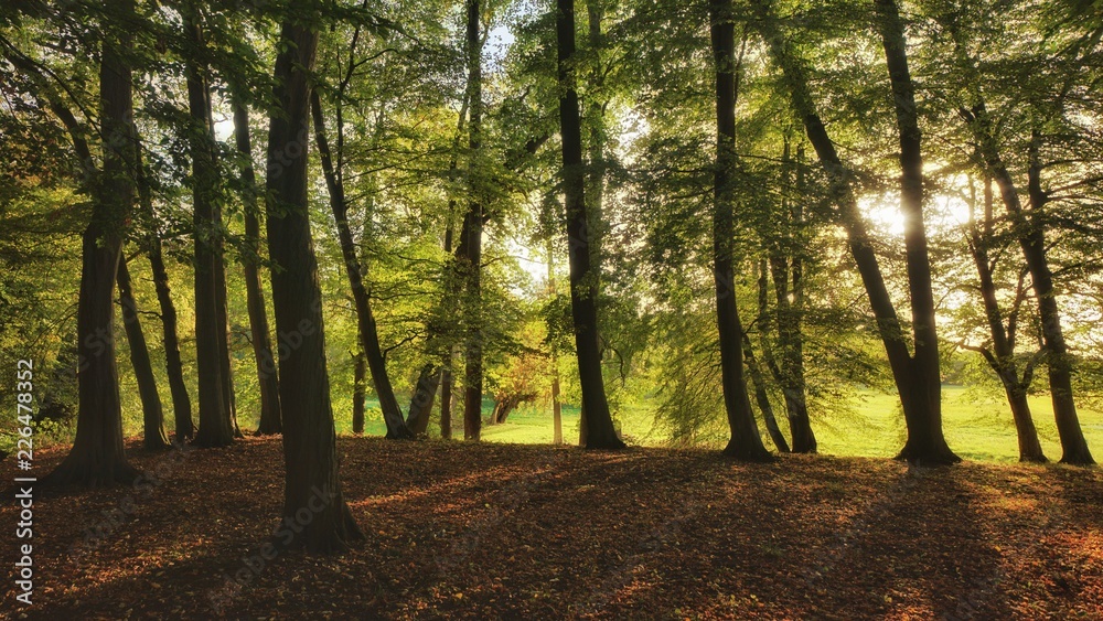 Wald im Abendlicht