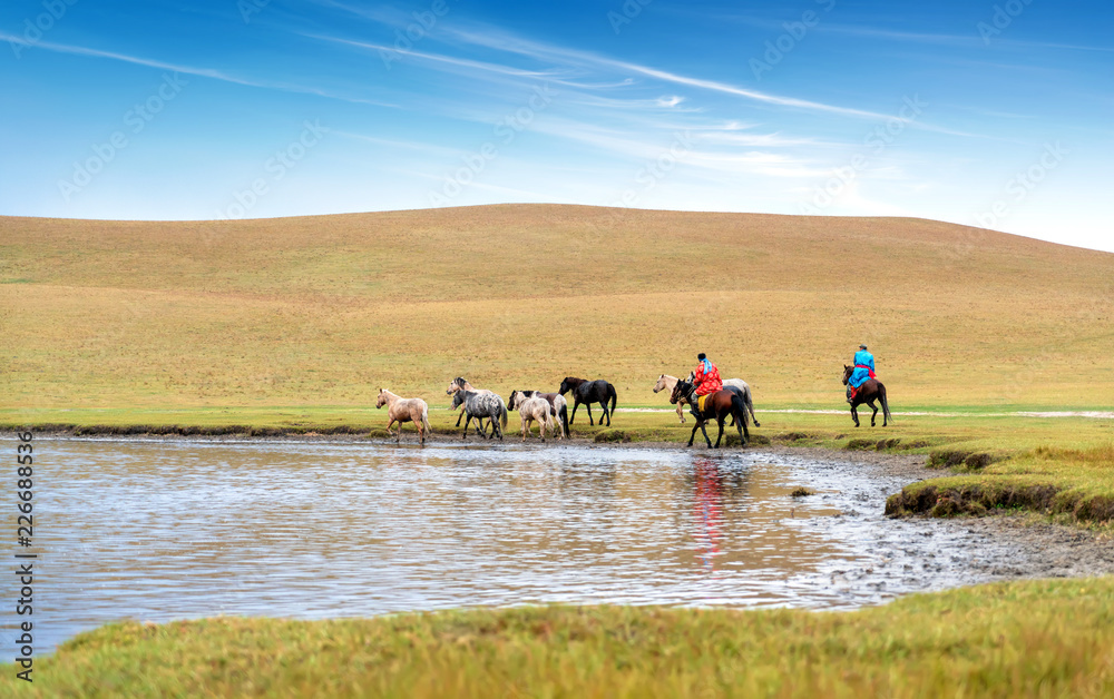 Horses on the prairie