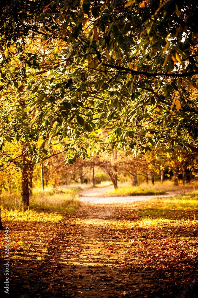 Autumn Leaves on the Path and Trees in the Park