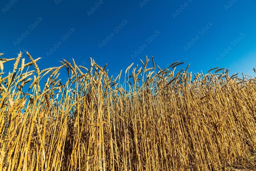 Golden Barley / Wheat Field