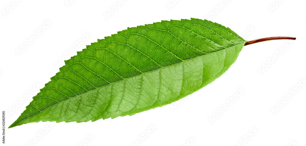 Green Cherry leaf isolated