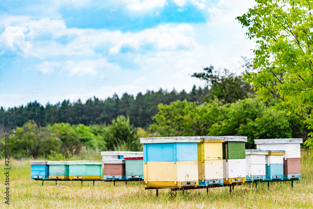 Apiculture. Honey bees swarming and flying around their beehive. Hives in an apiary.