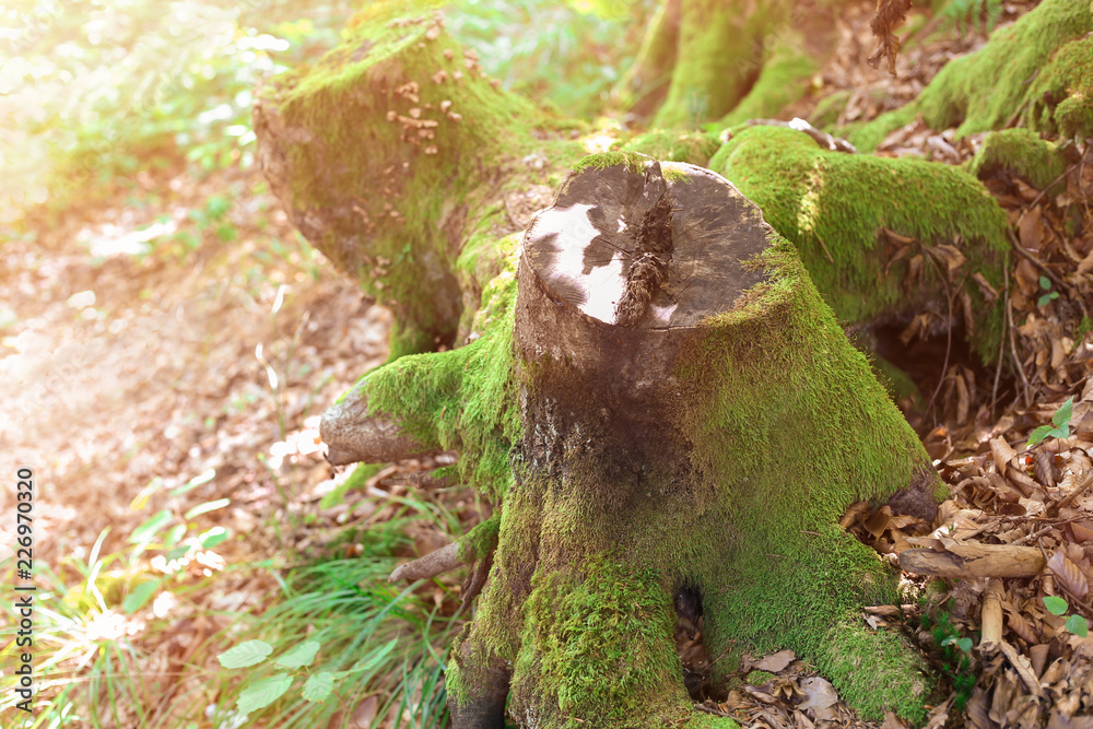 Stumps with moss in forest