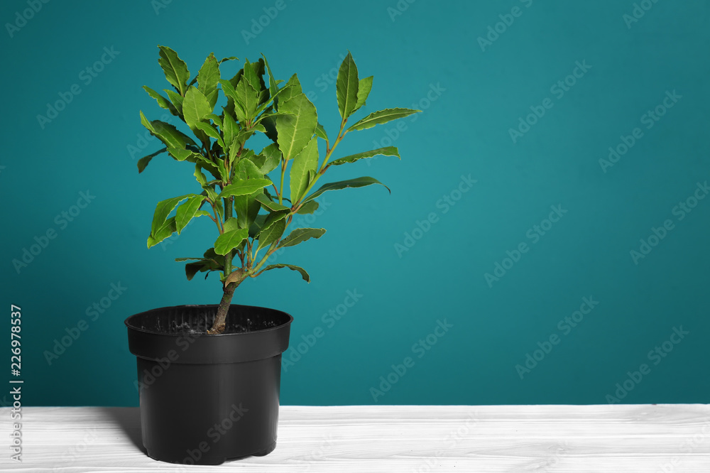 Pot with bay tree on table against color background