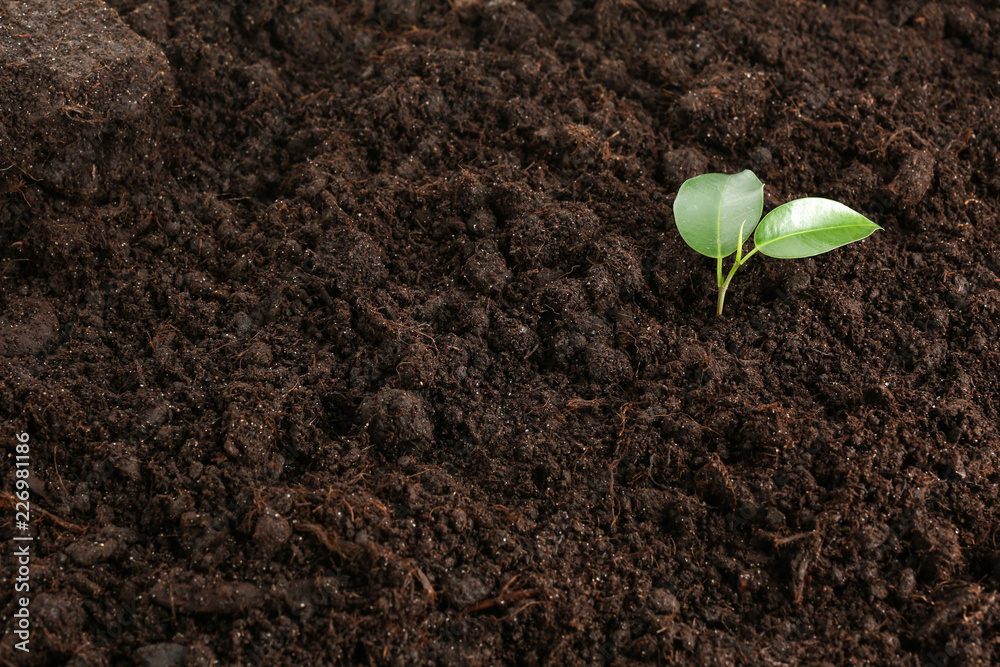 Small green plant in soil