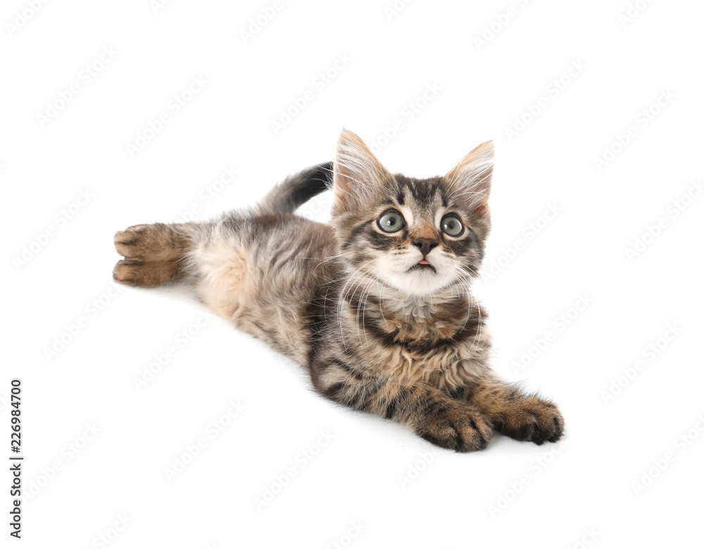 Cute little kitten on white background