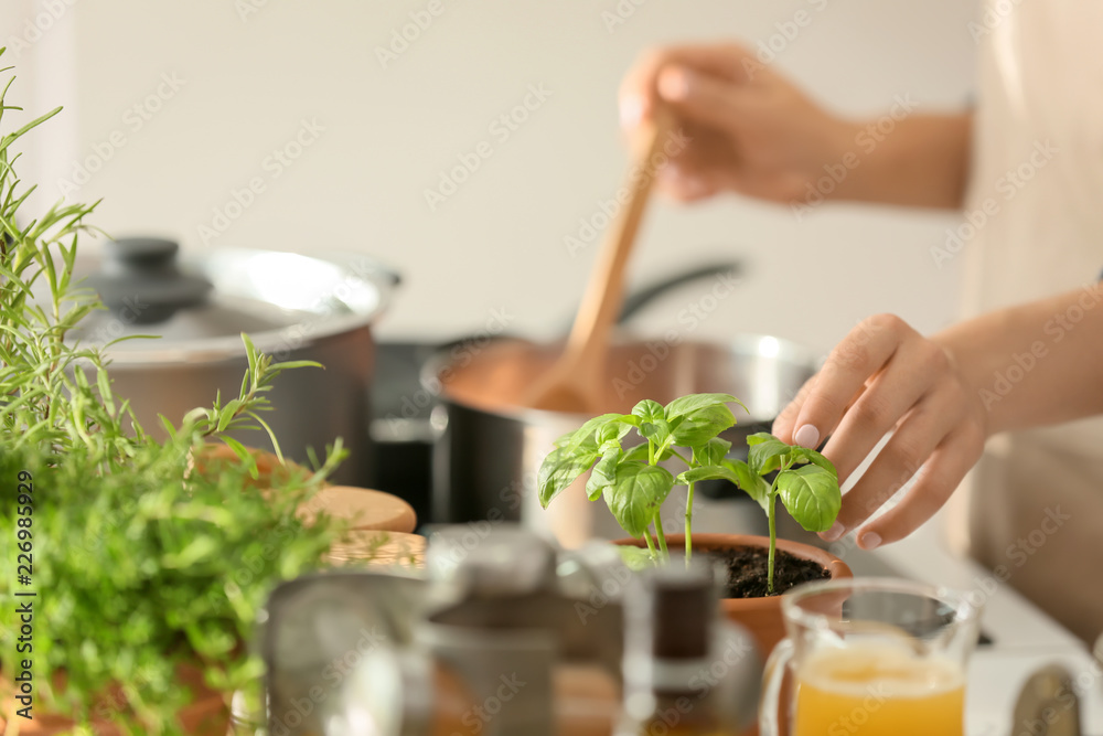 女人在厨房做饭时摘新鲜罗勒