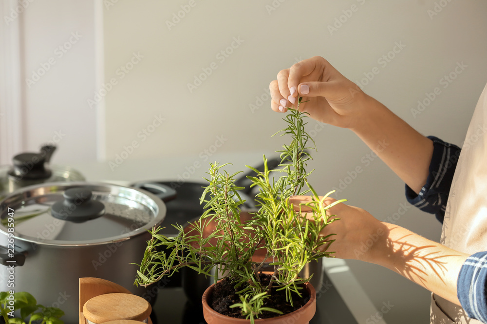 妇女在厨房采摘新鲜迷迭香