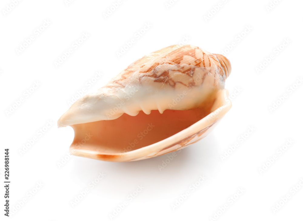 Beautiful sea shell on white background