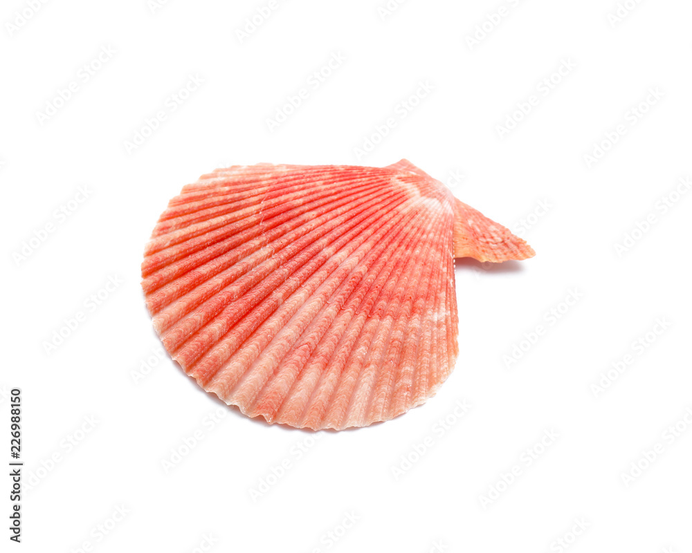 Beautiful sea shell on white background