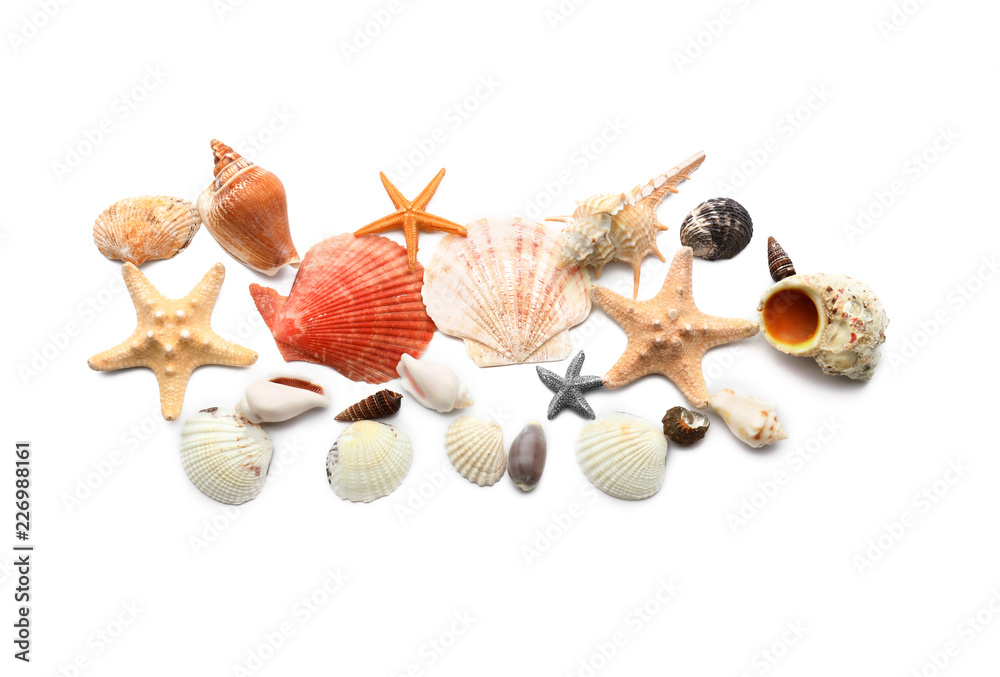 Set of different sea shells on white background