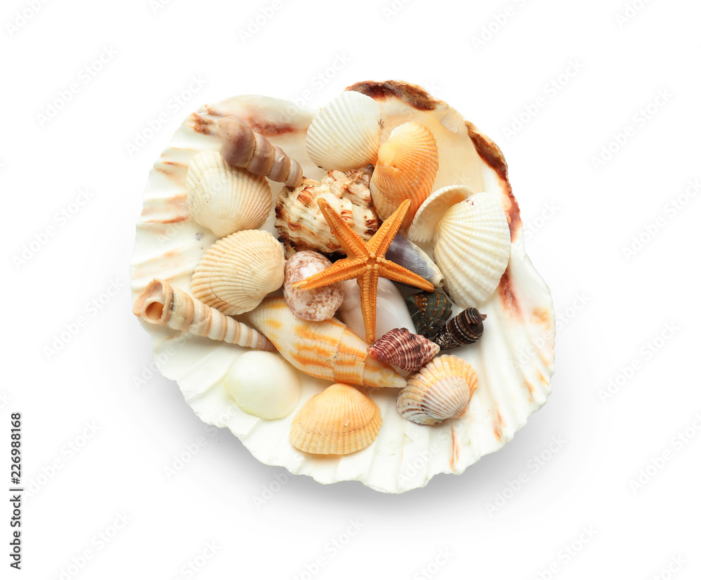 Set of different sea shells on white background