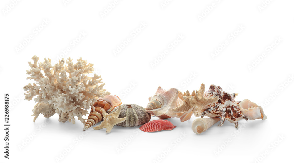 Set of different sea shells, starfish and coral on white background