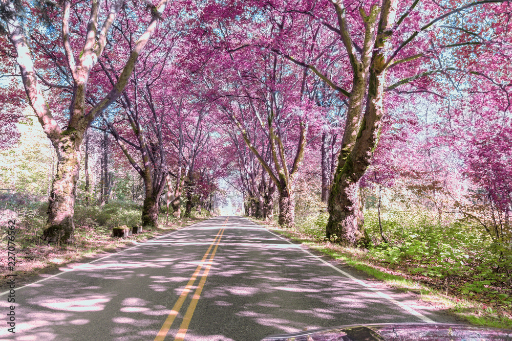 乡村道路两旁树木上的粉色树叶。