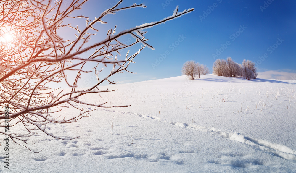 Beautiful trees in winter landscape in early morning in snowfall