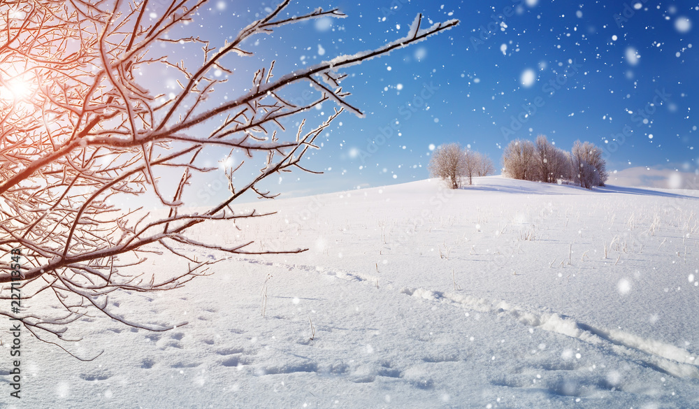 雪中清晨冬季景观中的美丽树木