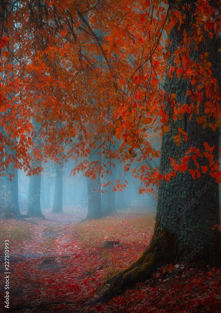 misty forest