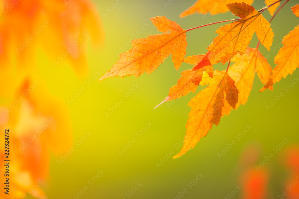 Abstract colourful autumn leaves