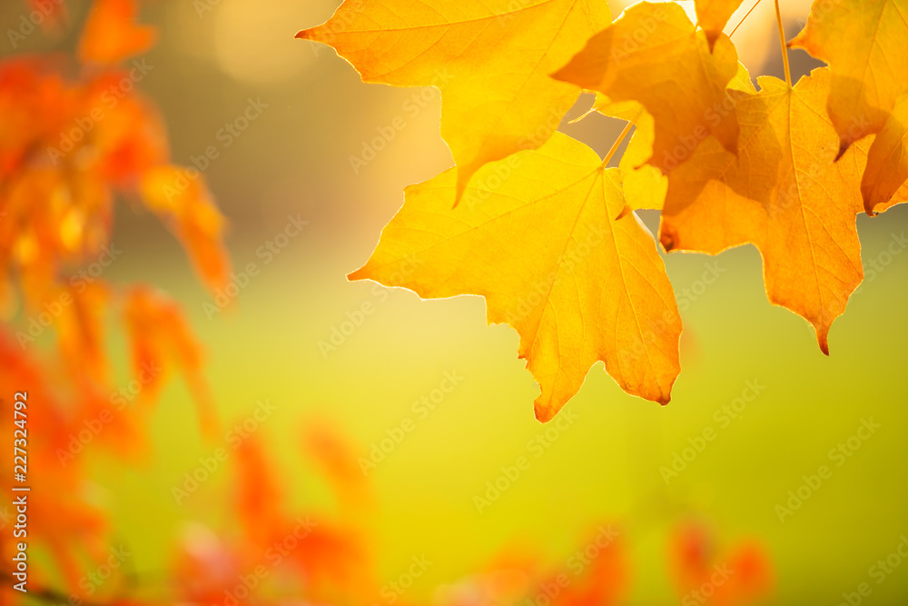 Abstract colourful autumn leaves