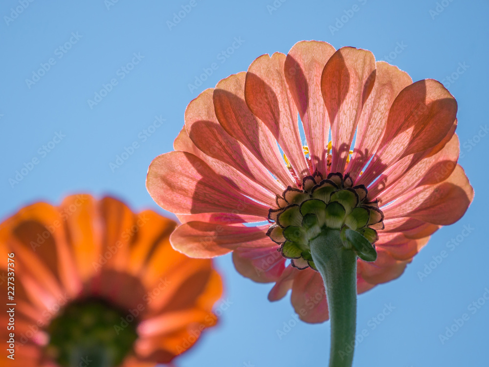 Beautiful flower on sky background