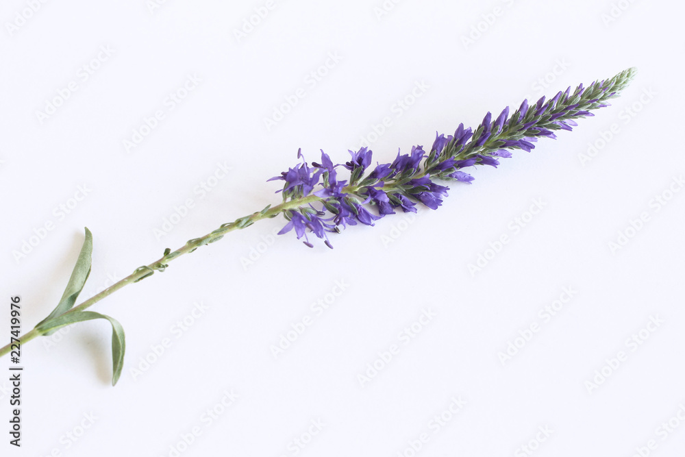 Veronica herb with blue flowers isolated on white background. Herbal medicine. Minimalism. Beautiful