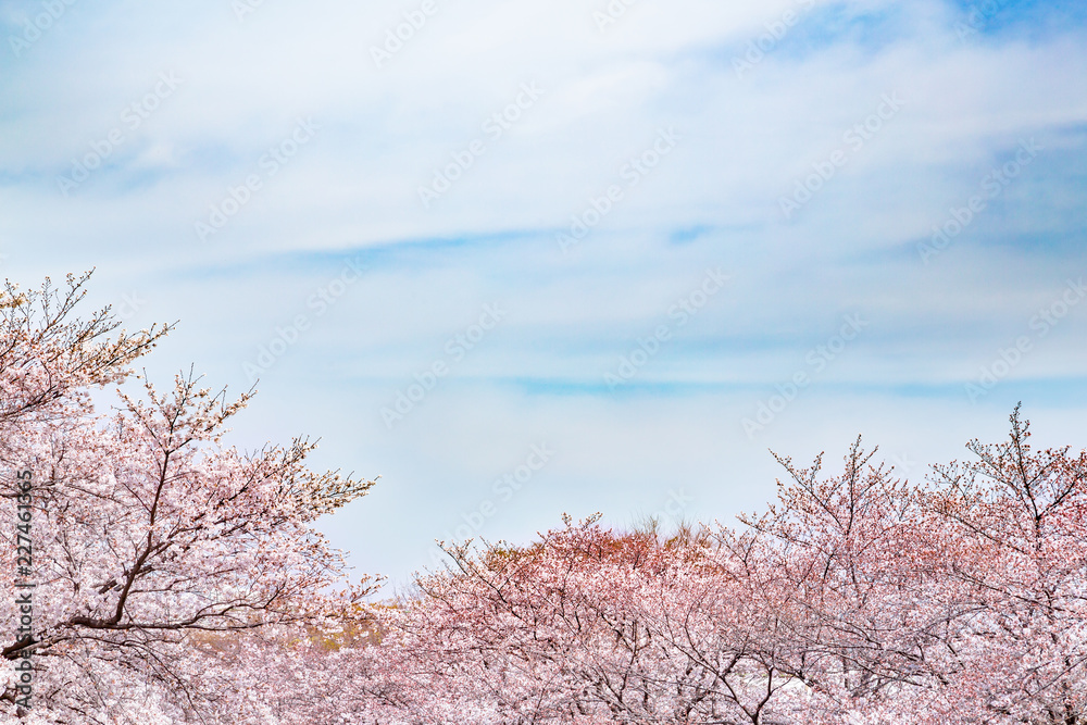 満開の桜