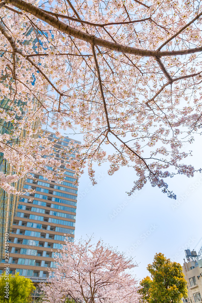 都会の桜