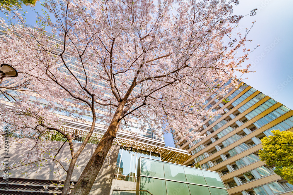 都会の桜