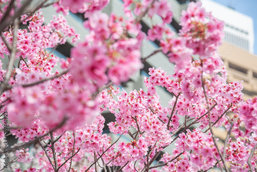 都会の桜