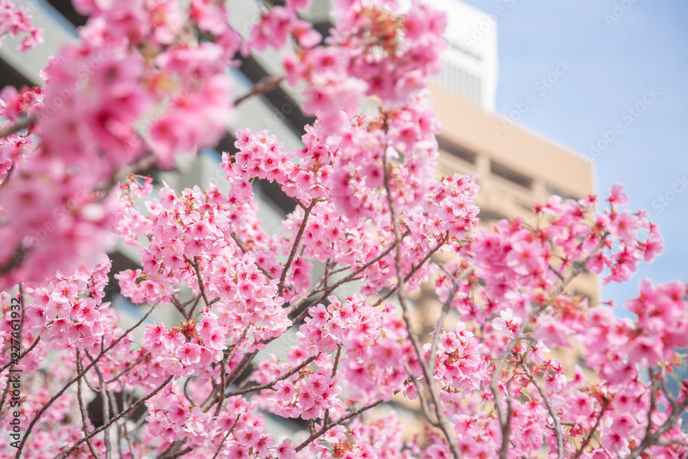 都会の桜