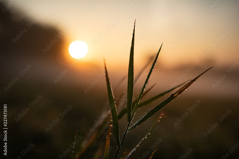 Grashalme im Sonnenaufgang