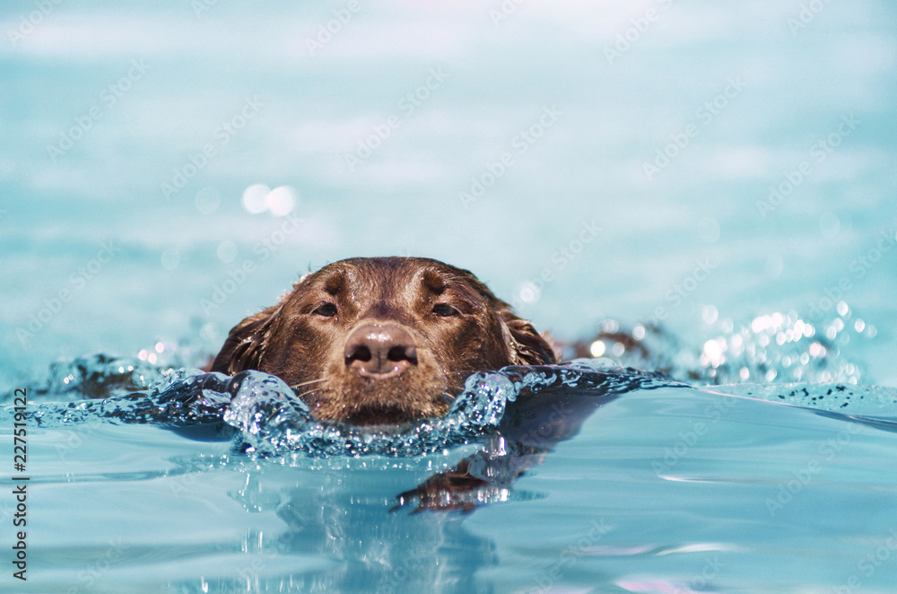 Portrait of Chocolate Labrador swimming in pool