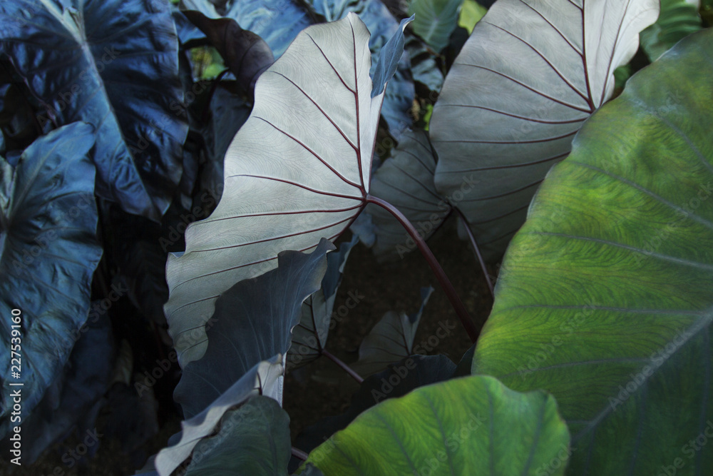 Close up of leaves