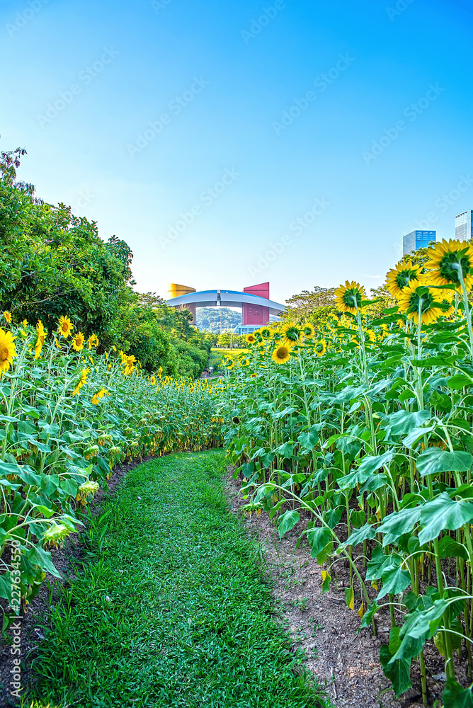 深圳市中心公园向日葵花海/夏日美丽向日葵