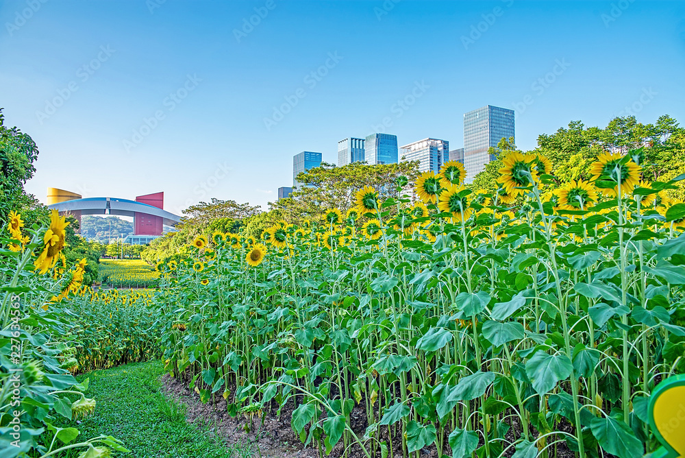 深圳市中心公园向日葵花海/夏日美丽向日葵