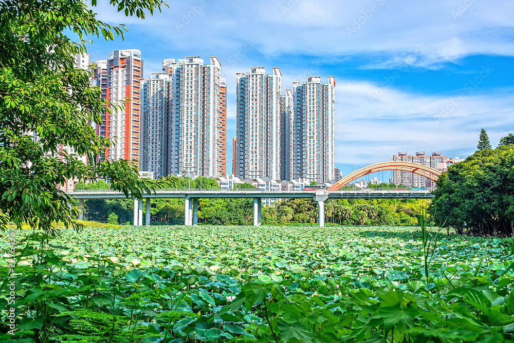 深圳洪湖公园荷花