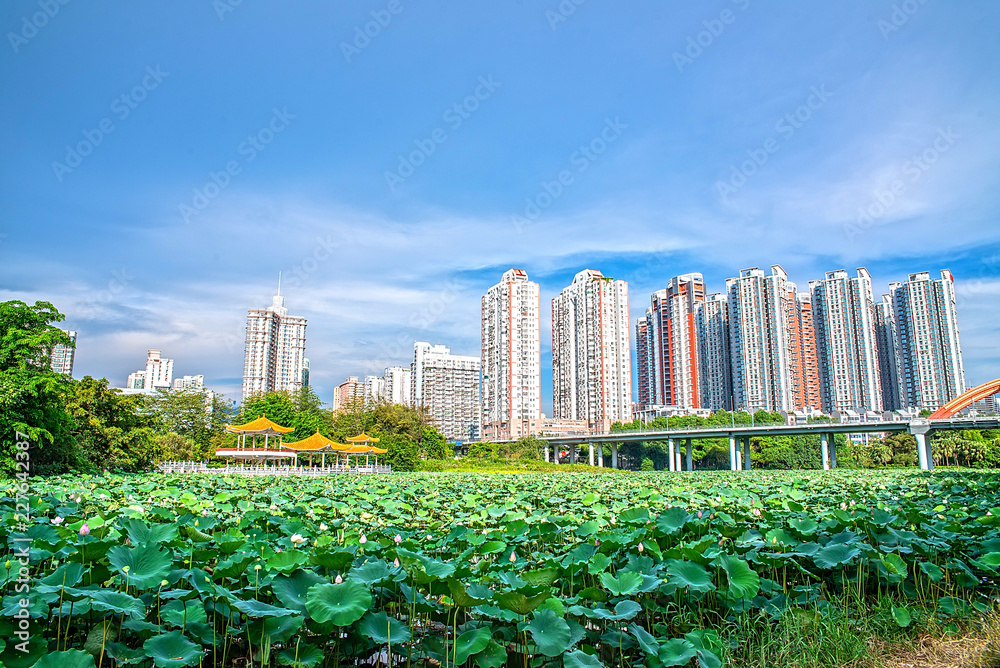 Lotus in Shenzhen Honghu Park