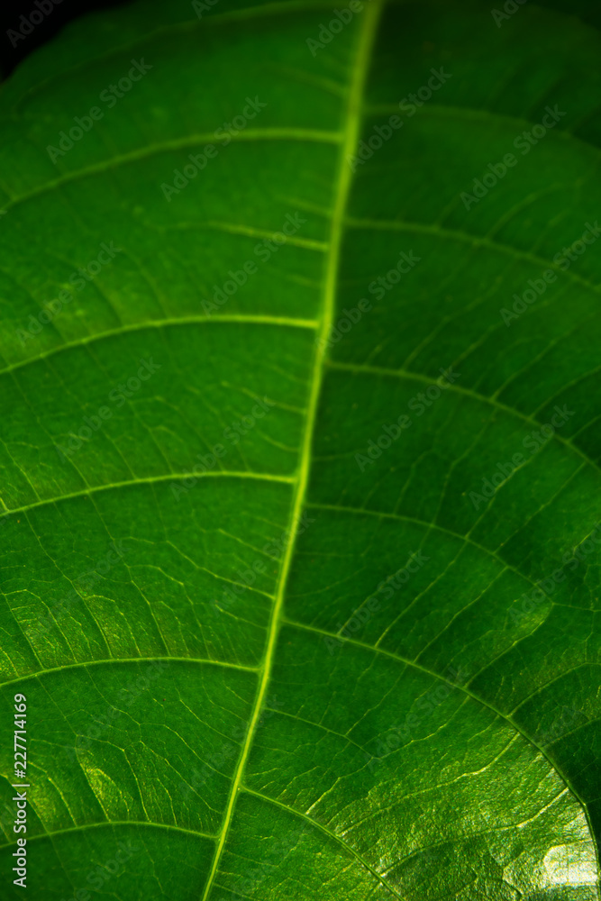 Green Leaf on Black Background : Look and feel of Tropical Forest and Nature