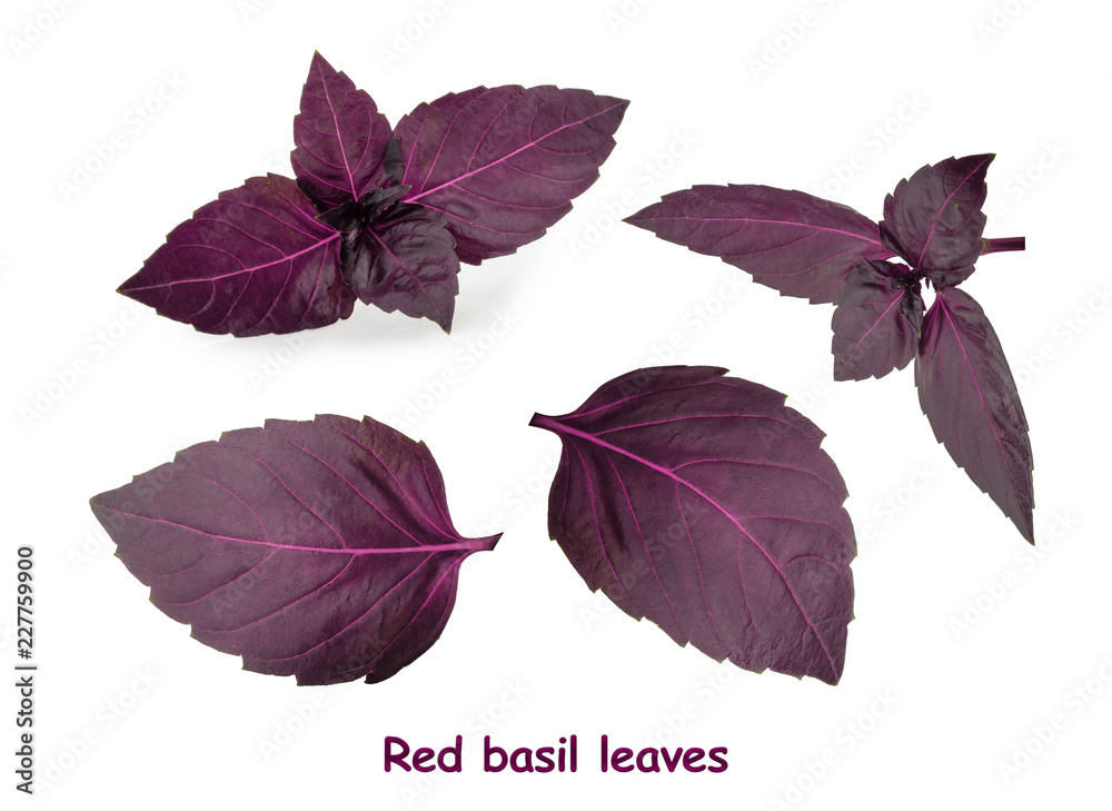 Red basil leaves isolated on white background